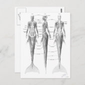 人魚の筋肉組織のはがき ポストカード (正面/裏面)