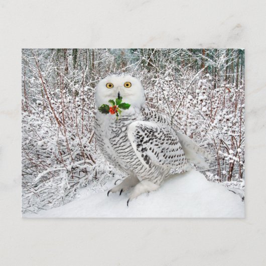 今が旬 ポストカード (正面)