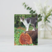 今は私の注意を持っている – 子猫カード ポストカード (スタンド正面)