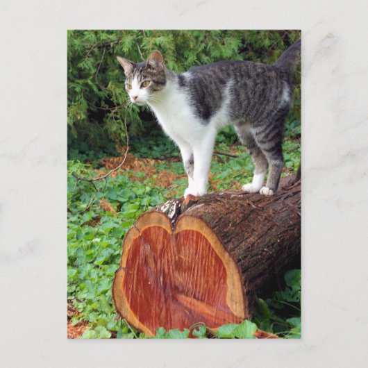 今は私の注意を持っている – 子猫カード ポストカード (正面)