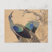今尾渓念筆の春の孔雀 ポストカード (正面)