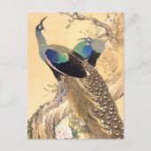 今尾渓然春の孔雀 ポストカード (正面)