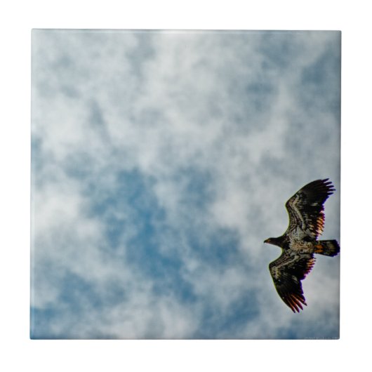 今後の可能性 タイル (正面)