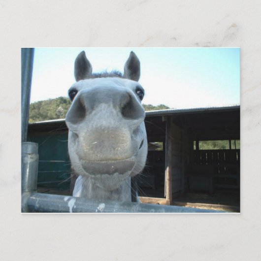 今日だけ ポストカード (正面)