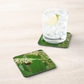 今日のミツバチにはトウモロコシの花粉が美味しい。 コースター (右側)