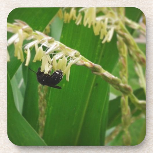 今日のミツバチにはトウモロコシの花粉が美味しい。 コースター (正面)