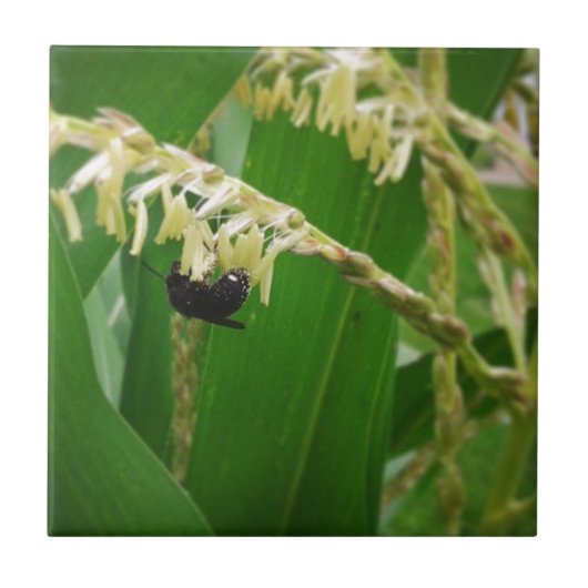 今日のミツバチにはトウモロコシの花粉が美味しい。 タイル (正面)