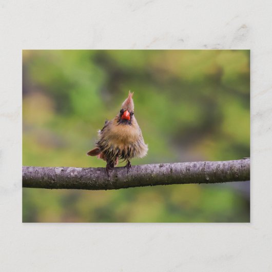 今日の調子は？ ポストカード (正面)