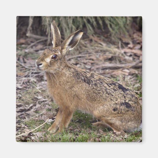 今日はノウサギ、明日はさようなら マグネット (正面)
