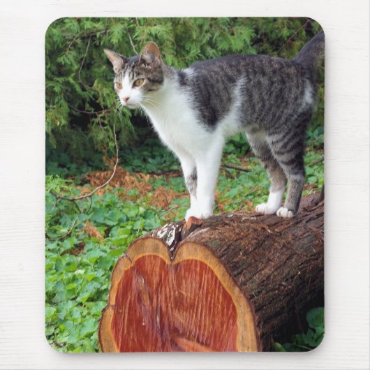 今私の注意を持っている – 子猫マウスパッド マウスパッド (正面)