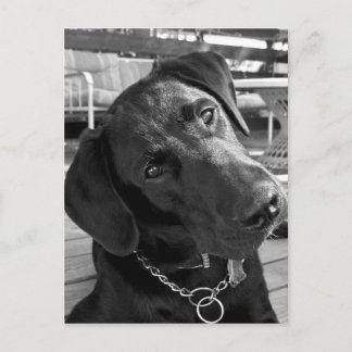 今私はあなたの注意を持っている… ポストカード