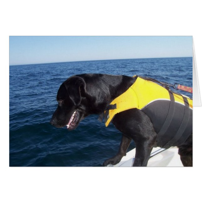 仕事の保存のイヌ科動物のラブラドールのTucker (正面横)