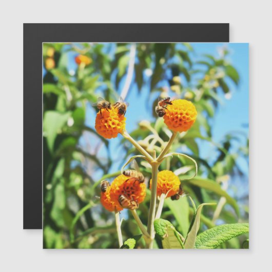 仕事中のミツバチ磁気カード (正面/裏面)