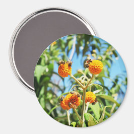 仕事中のミツバチ マグネット