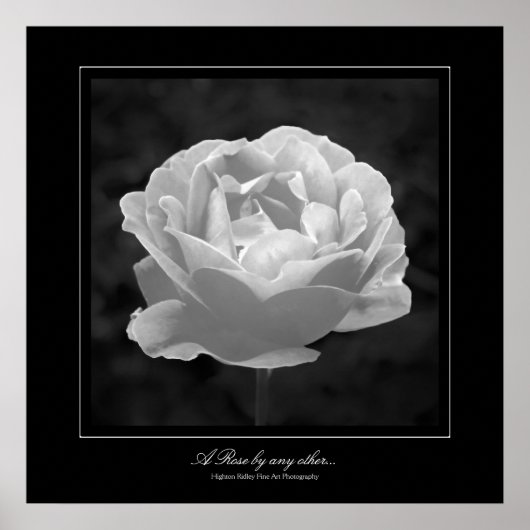 他のバラによる…,ファインアートギャラリー – スタイル ポスター (正面)