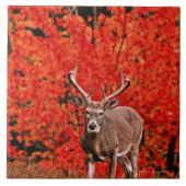 他の共通の名前: ヴァージニアシカ。 湖の近く タイル (正面)