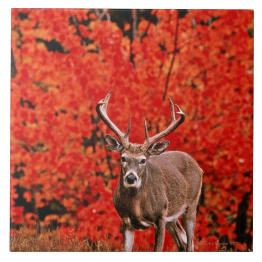 他の共通の名前: ヴァージニアシカ。 湖の近く タイル (正面)