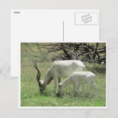 付け足し ポストカード (正面/裏面)