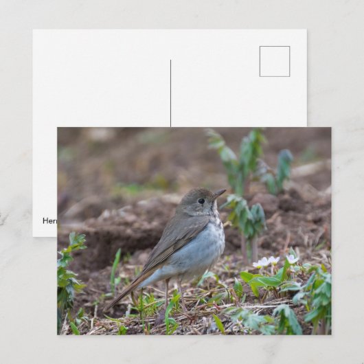 仙人のツグミ ポストカード (正面/裏面)