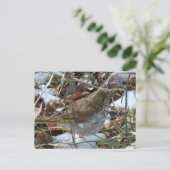 仙人のツグミ ポストカード (スタンド正面)