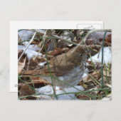 仙人のツグミ ポストカード (正面/裏面)