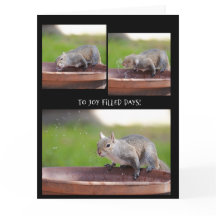 仲間からのユーモアあふれるサルの引退