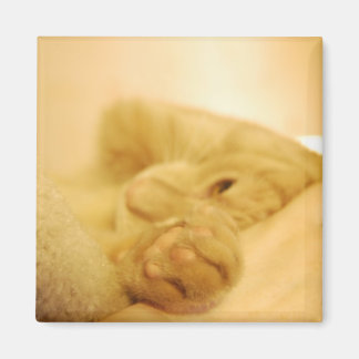 任命 マグネット