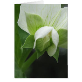 任意の大事な行事フローラマクロ撮影