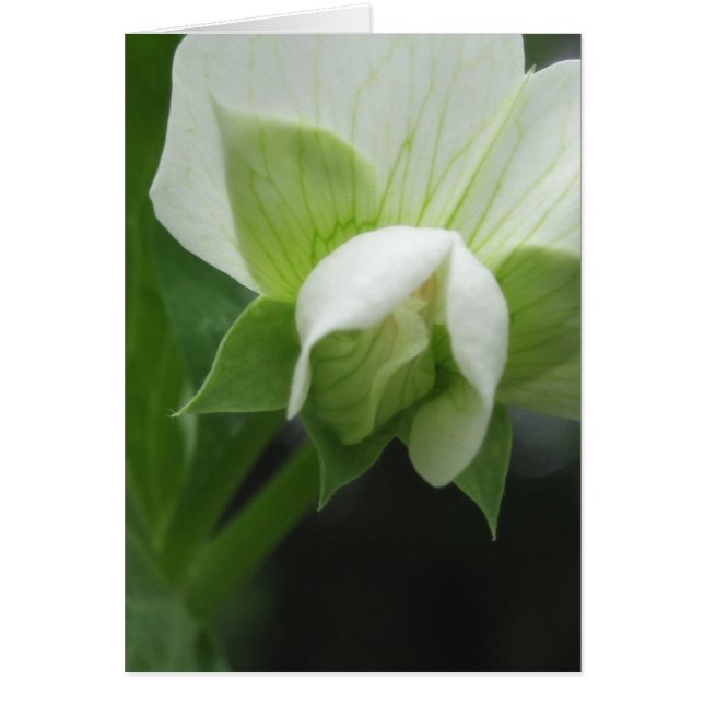 任意の大事な行事フローラマクロ撮影 (正面)