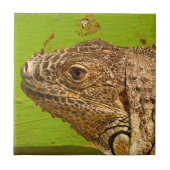 伊グアナ タイル (正面)