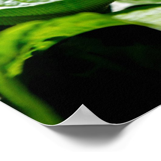 伊グアナ ポスター (角)