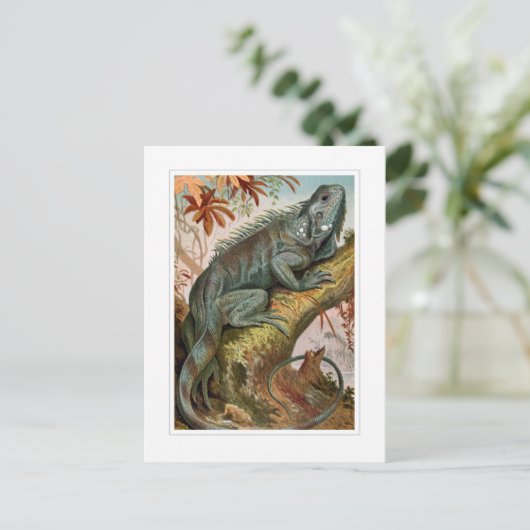 伊グアナ ポストカード (スタンド正面)