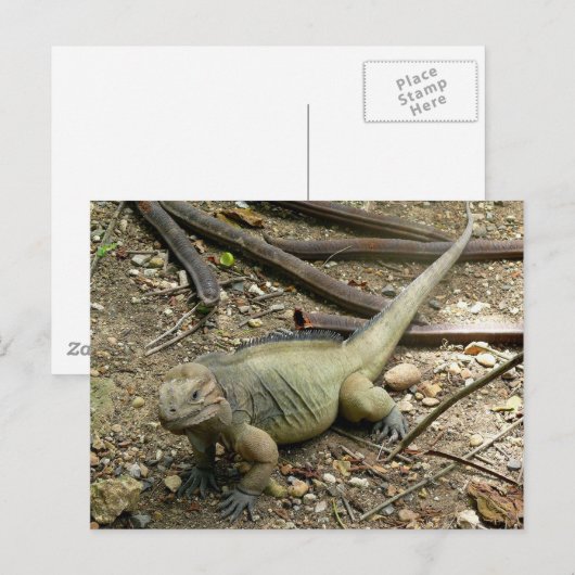 伊グアナ ポストカード (正面/裏面)