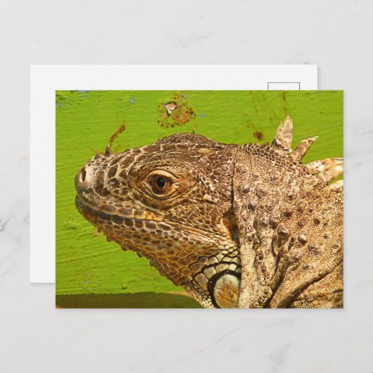伊グアナ ポストカード (正面/裏面)