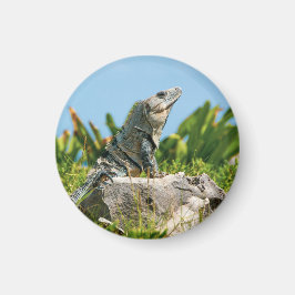 伊グアナ マグネット