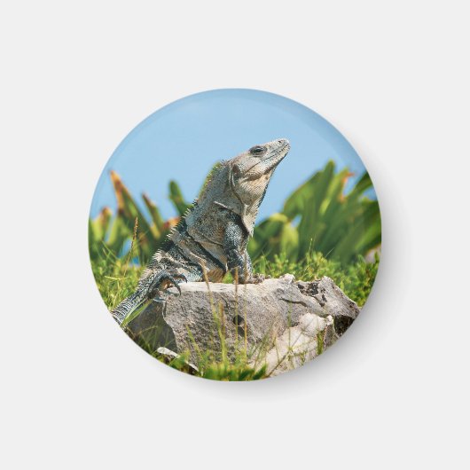 伊グアナ マグネット (正面)