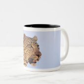 休んでいる成人男子のヒョウ(ヒョウ属のpardus) ツートーンマグカップ (正面右)