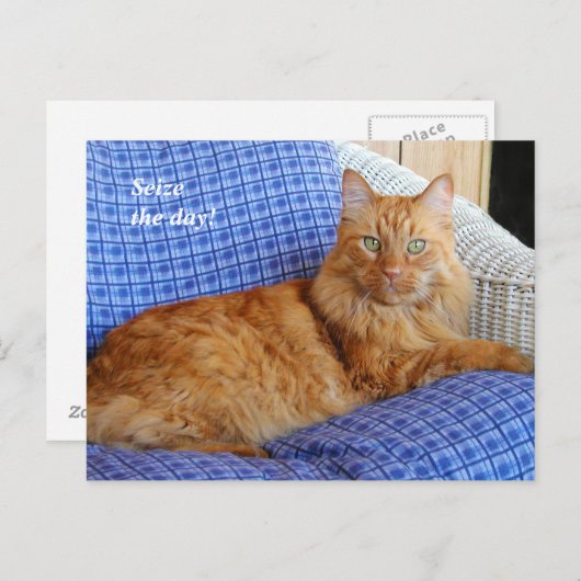 休息する猫のポストカード ポストカード (正面/裏面)