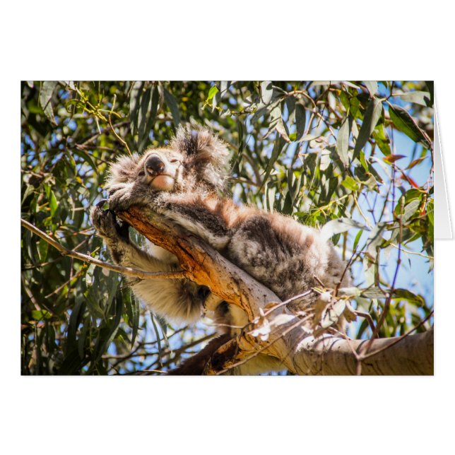 休息のコアラ (正面横)