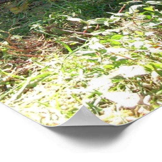 休息のコリー – ポスター (角)