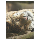 休息のジャガー クリップボード (裏面)