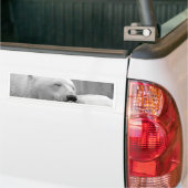 休息の白くま バンパーステッカー (トラック上)