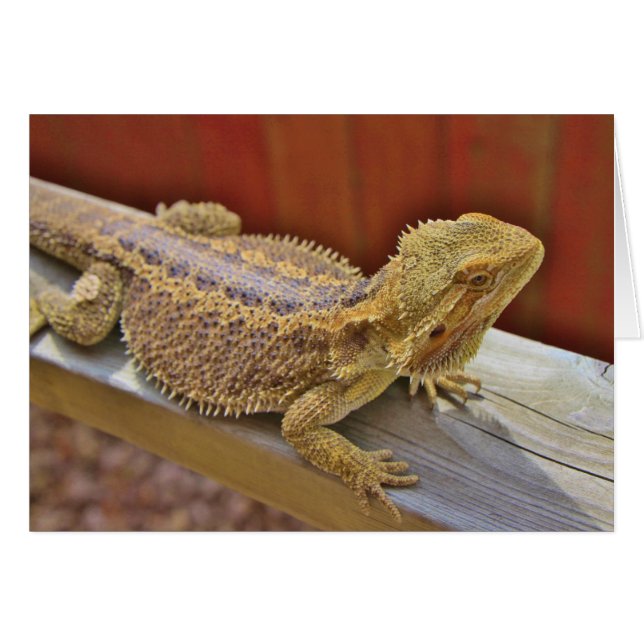 休息の髭があるドラゴン2 (正面横)