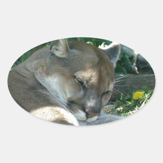 休息クーガーのシール 楕円形シール (正面)