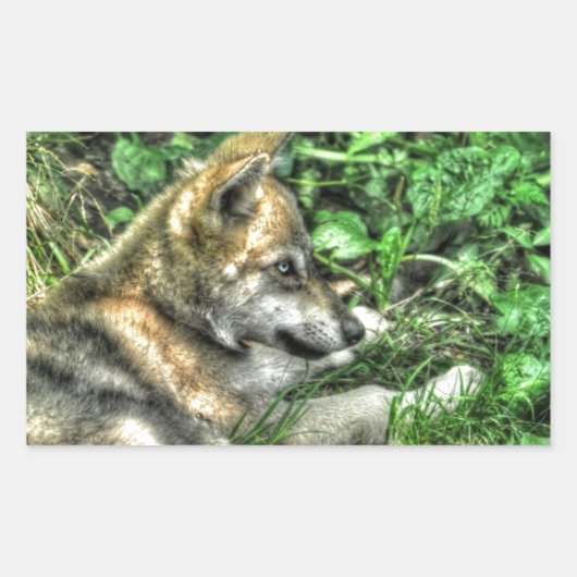 休息ベビーオオカミPup野生生物写真 長方形シール (正面)