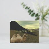 休息ラクダ ポストカード (スタンド正面)