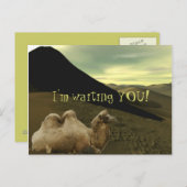 休息ラクダ ポストカード (正面/裏面)