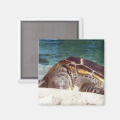 休息中のウミガメ マグネット (正面/裏面)