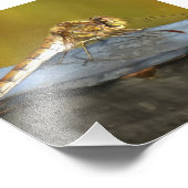 休息中のオークレブラウントンボ絵画イのリアル フォトプリント (角)