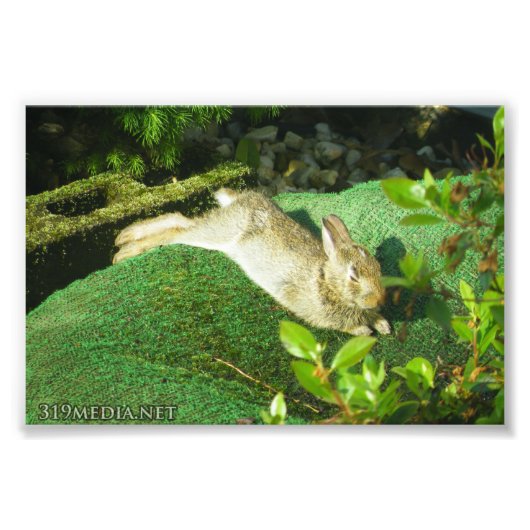 休息中のバニー フォトプリント            (正面)